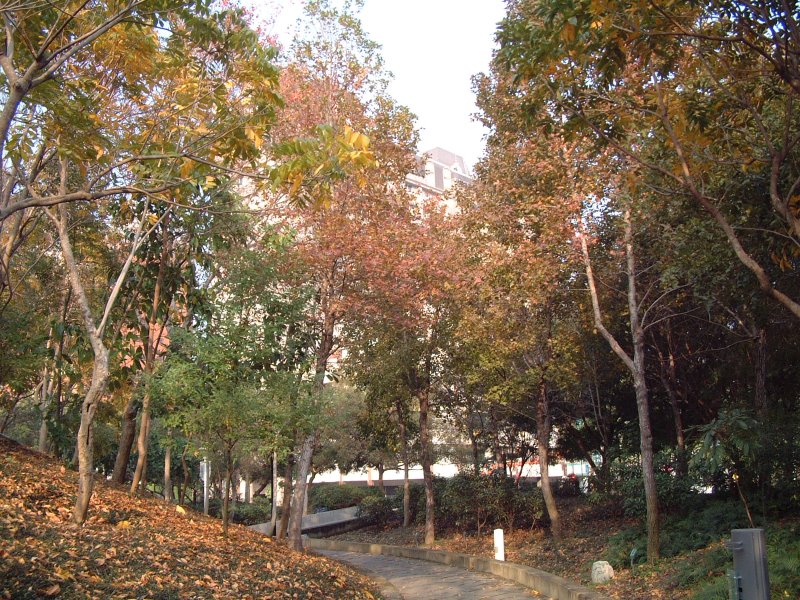 科博館植物園中部低海拔區環繞圓形山丘的變色葉景觀。（圖／廖仁滄）