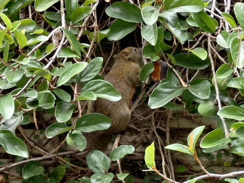 在科博館植物園中取食薜荔榕果的赤腹松鼠。（圖／廖仁滄）