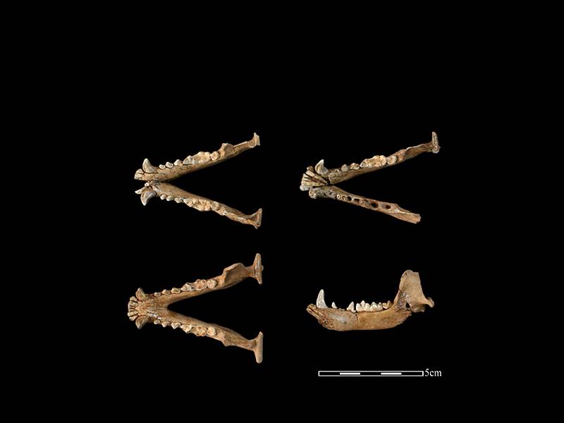 灰坑 F2 出土的狗獾下顎骨之一。（圖／劉克竑）