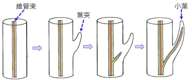 葉突演化成小葉，由原始的枝外圍組織突出形成葉突，維管束伸入葉狀構造即演化為小葉。（圖／邱少婷）