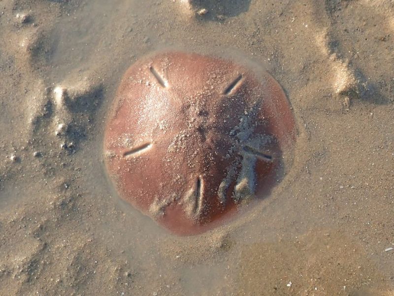 曼氏星楯海膽生態照(圖/洪清漳)