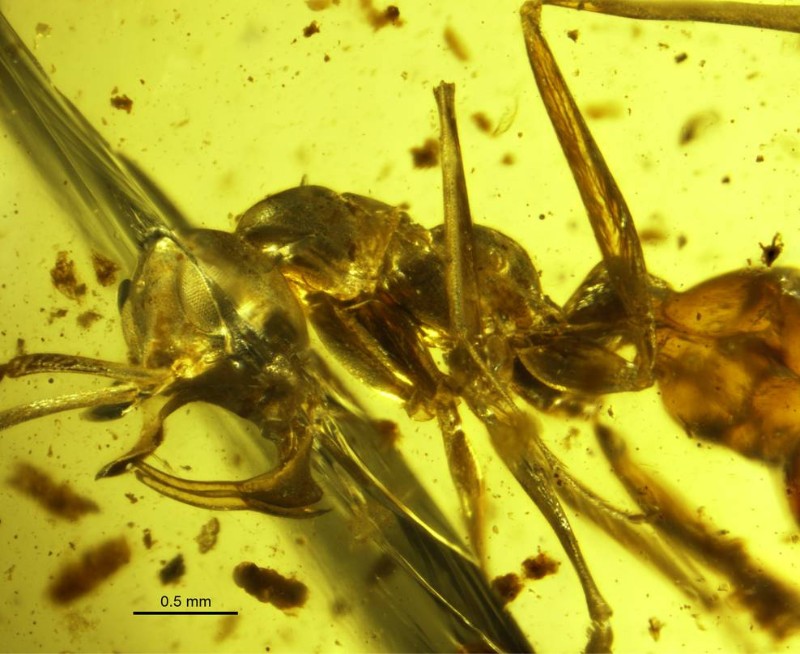 距今約1億年前一隻頭部構造奇特的螞蟻被包埋在緬甸琥珀中(AMNH, WC)