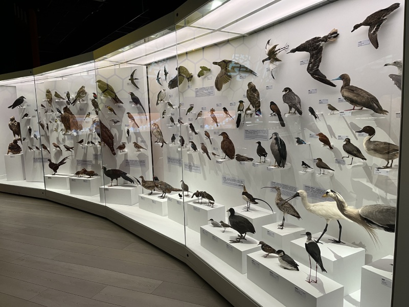 奇幻自然展區的一百隻鳥標本。（圖／黃國斌）