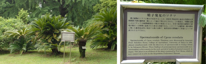 左圖為位於東京小石川植物園內，發現蘇鐵游動精子的植株；右圖為小石川植物園內，發現蘇鐵游動精子的解說牌。（圖／楊宗愈）