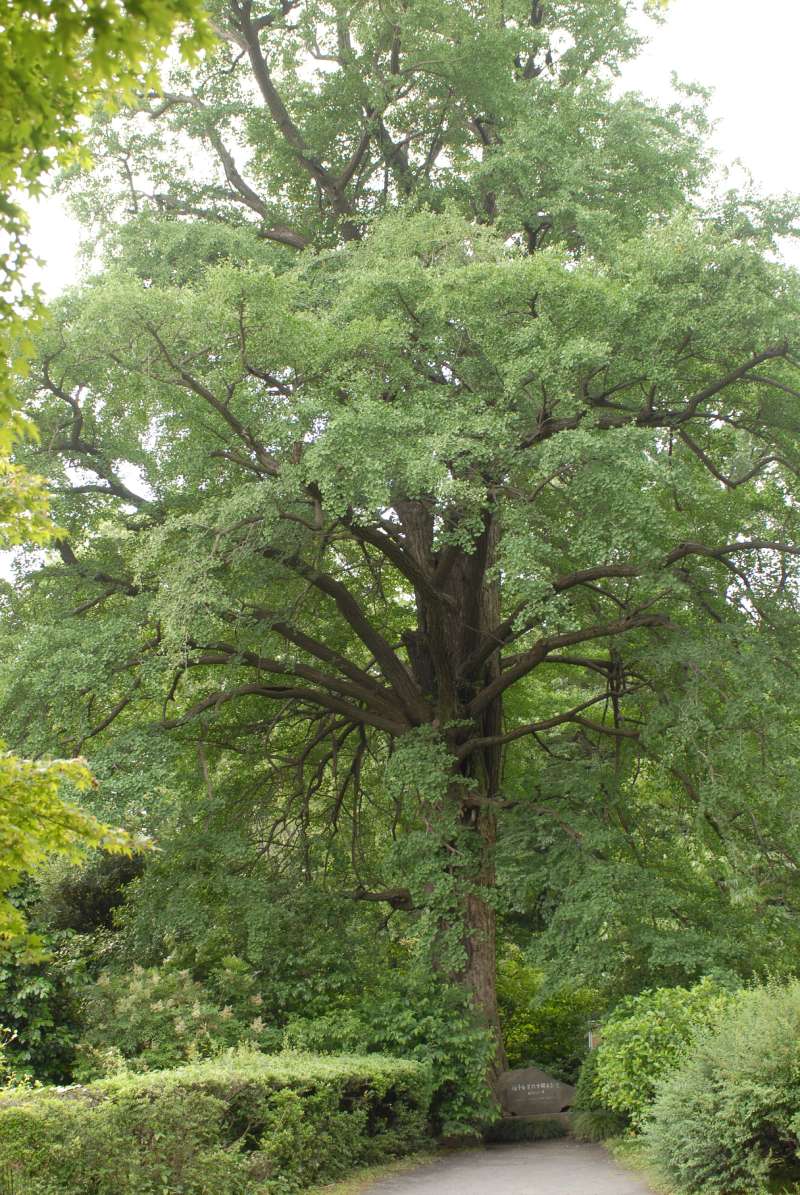 位於東京小石川植物園內，發現銀杏游動精子的植株。（圖／楊宗愈）