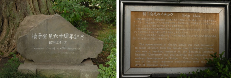 左圖為小石川植物園內，發現銀杏游動精子的 60 年紀念碑；右圖為小石川植物園內，發現銀杏游動精子的解說牌。（圖／楊宗愈）