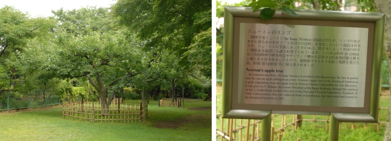 左圖為位於小石川植物園內的蘋果樹，是取自發現地心引力牛頓家鄉那株蘋果樹枝條接枝；右圖為小石川植物園內的蘋果樹解說牌，說明是源自牛頓家蘋果樹枝條所接枝。（圖／楊宗愈）