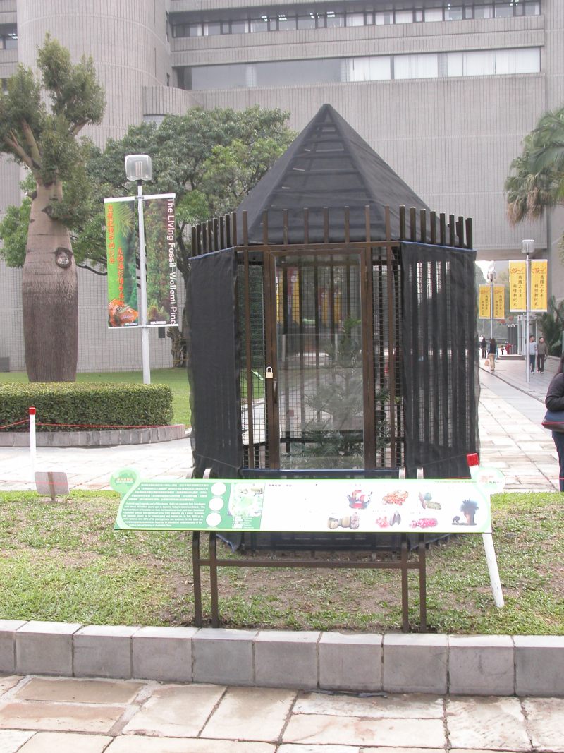 在科博館公開展示的瓦勒邁杉（圖／楊宗愈）