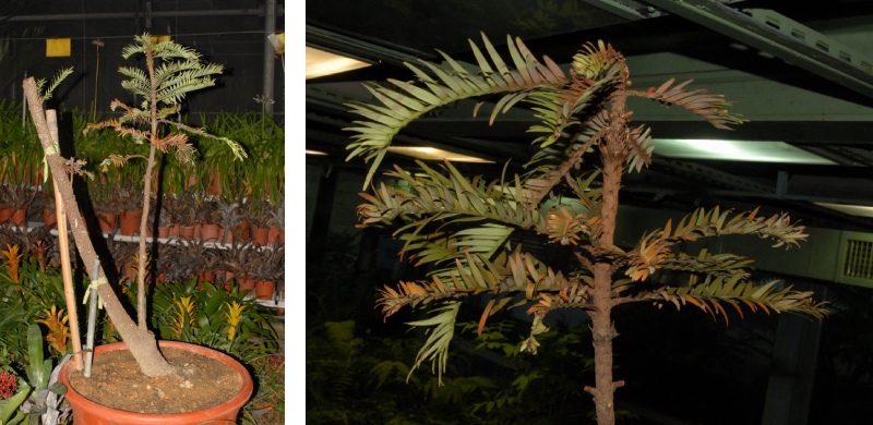 左圖為在 2010 年 8 月 9 日置放在植物園苗圃黑網下的瓦勒邁杉，已經毫無生命力；右圖為在 2010 年 8 月 20 日置放在植物園苗圃冷房內的瓦勒邁杉，已經了無生機。（圖／楊宗愈）