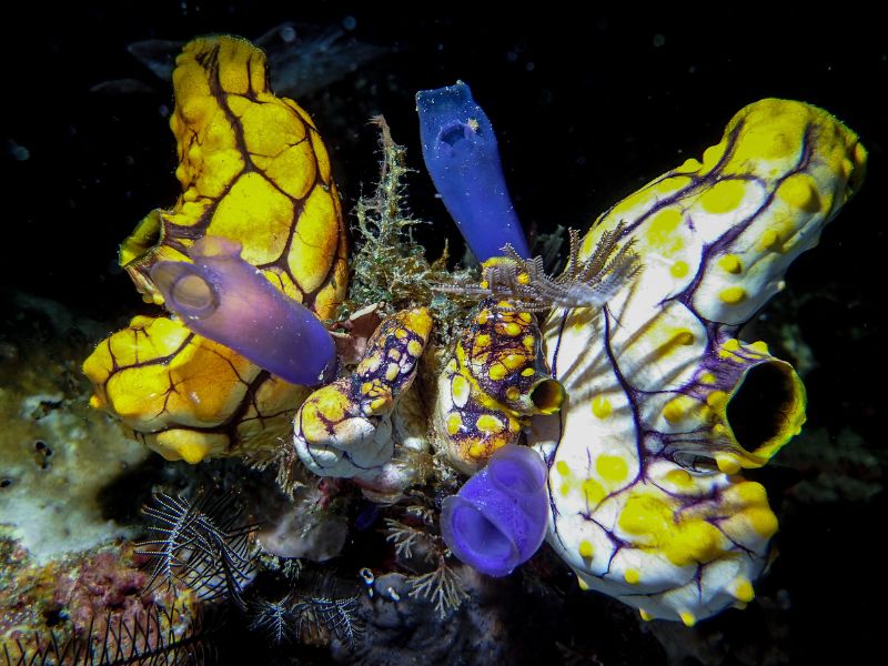 在四王海底到處可見的金黃多囊海鞘與棍海鞘