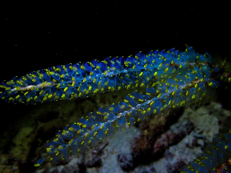 藍鐘海鞘的群體長得像隨海流搖曳的藍色稻穗