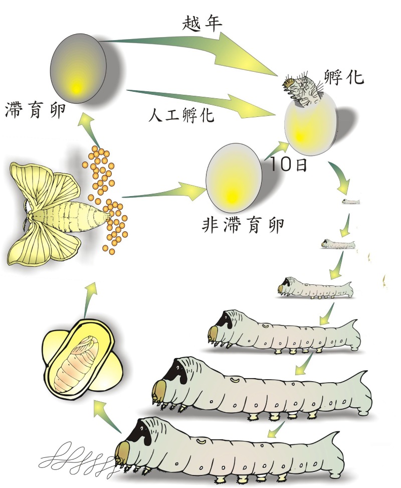 家蠶的生命週期，包括卵、幼蟲、蛹和成蟲 4 個階段。（圖／顧世紅）