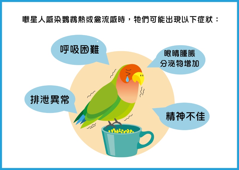寵物鳥感染禽流感或鸚鵡熱可能出現的症狀(圖/曾柏強)