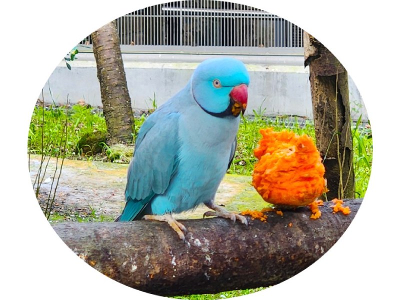 知鳥病 少焦慮：認識鸚鵡熱和家禽流感性感冒