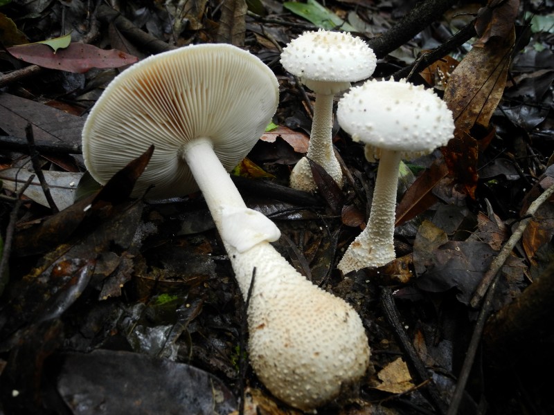 鵝膏菌屬真菌,為殼斗科植物之外生菌根菌。(圖/陳哲志攝於蓮華池)