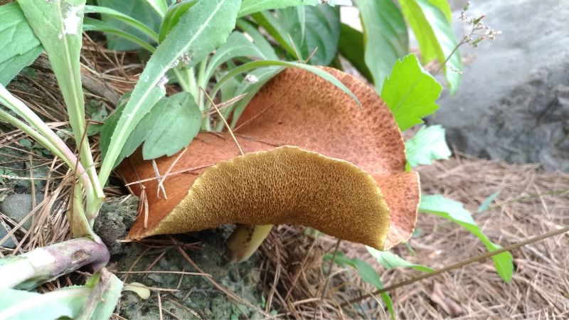 乳牛肝菌屬(Suillus sp.)真菌,為松科植物之外生菌根菌。(圖/陳哲志攝於南投)