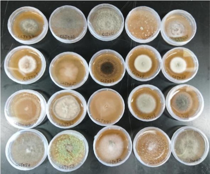 由歐洲大葉楊葉片所分離培養出來的植物內生真菌,由此圖可見其具有高度的多樣性。