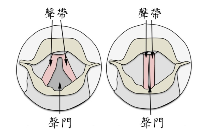 聲帶發聲示意圖。圖左為呼吸時聲帶外展，圖右為發聲時聲帶內收。（圖／修改自 Hernandez-Miranda & Birchmeier, 2018）