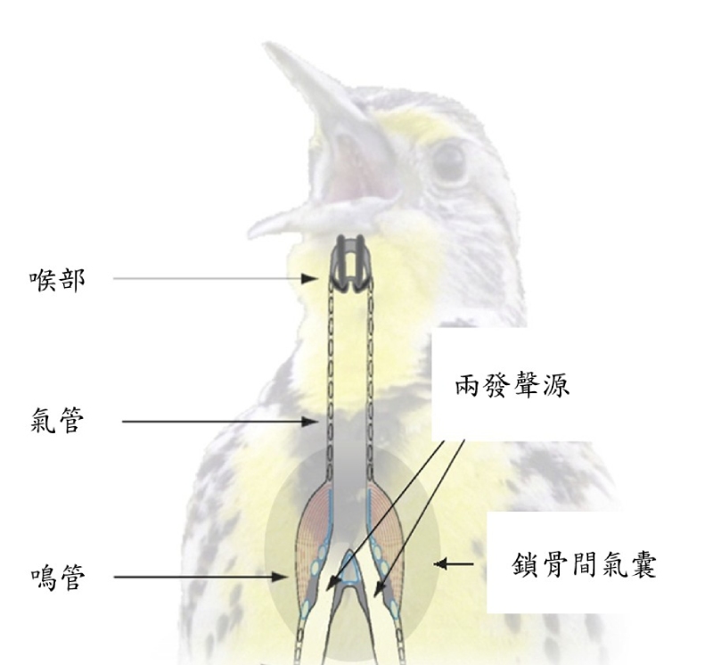 鳥類發聲構造位置示意圖。鳴管位於支氣管與氣管間，圖中可見兩發聲源。（圖／修改自 Goller, 2022）