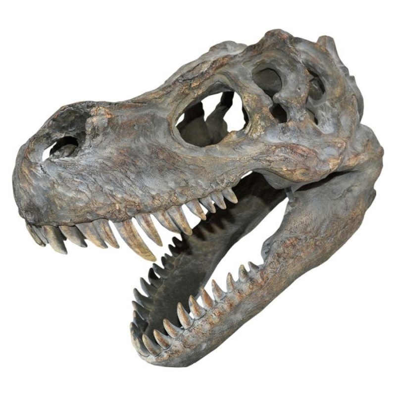暴龍頭骨模型（圖／取材自 Natural History Museum）