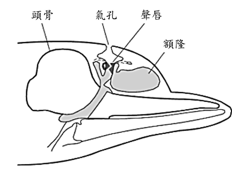 齒鯨發聲構造示意圖。圖中灰色區塊為齒鯨的內鼻道與額隆，當空氣經由內鼻道流至聲唇時，會振動聲唇，進而發出聲音。（圖／修改自 Hoelzel, 2002）