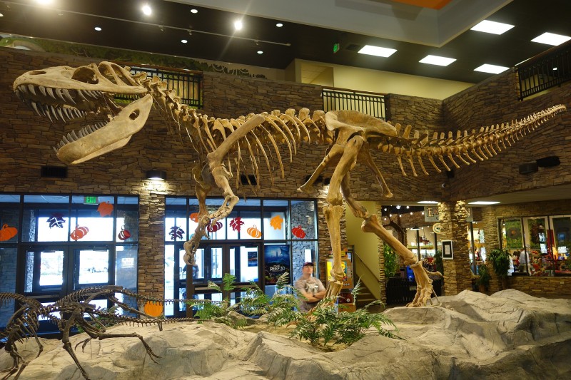3. 猶他州遠古生物博物館（Museum of Ancient Life）展示的譚氏蠻龍骨架複製品，與後方觀眾對比得知其巨大的體型，頭顱便長達 1 公尺。（圖／取材自 Etemenanki3, 2016 / Wikimedia CC）