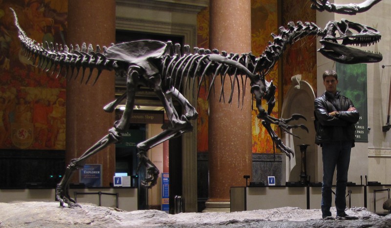 紐約的美國自然史博物館（AMNH）展示的異特龍骨架複製品。體型較角鼻龍略大，眼眶上方突起的小角是可辨識的特徵之一。（圖／取材自  Nekarius, 2012 /  Wikimedia CC）