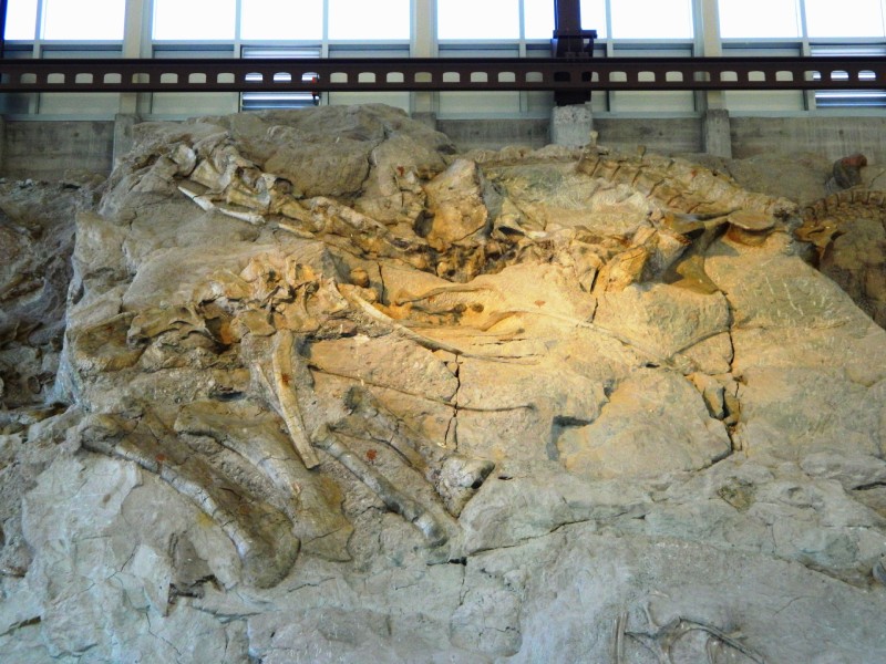 美國猶他州恐龍國家紀念園的卡內基展示館（Dinosaur National Monument, Carnegie Exhibit Hall）所展示的骨牆（wall of bones）一隅，可見到散落的蜥腳類恐龍骨頭。展示館蓋在 1909 年卡內基化石挖掘場（Carnegie Quarry）的遺址上，骨牆上的化石數量眾多，相當壯觀。（圖／取材自 National Parks Gallery 2011 / 公共版權）