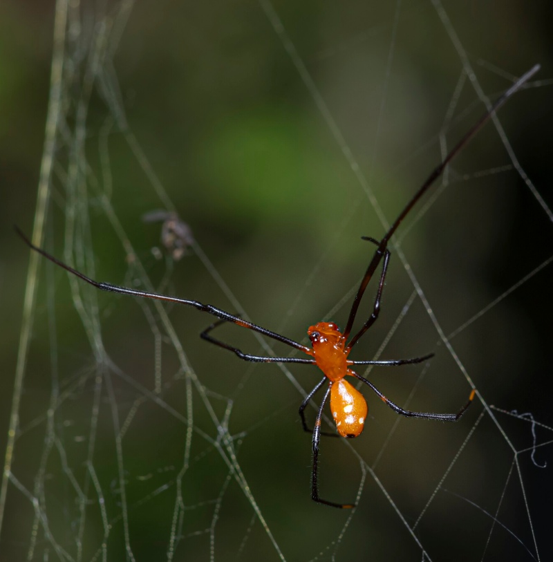 正在宿主蛛網上的赤腹寄居姬蛛（Argyrodes miniaceus），常見於人面蜘蛛的網上。（圖／取材自P.D. Amara，採CC0 1.0授權）