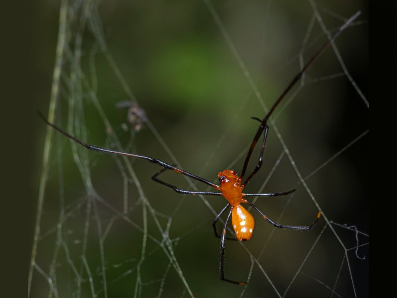 獵人、小偷與強盜 &ndash; 蜘蛛的偷竊寄生行為
