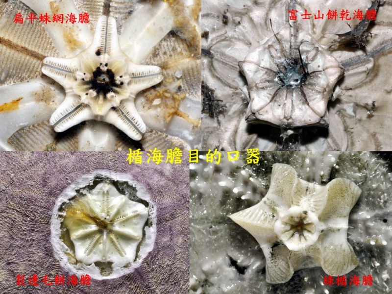 四種楯海膽類的口器