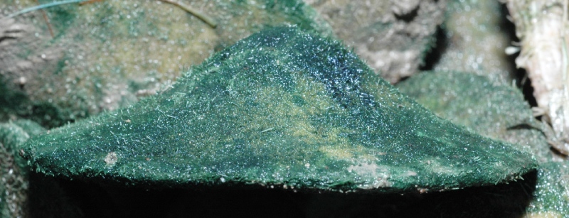 新鮮帶刺的富士山餅乾海膽標本