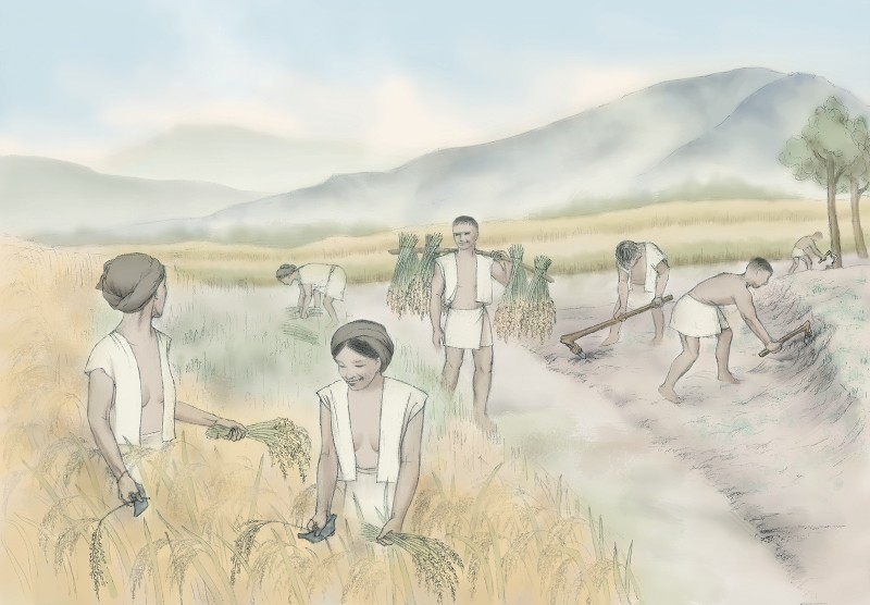 用石鋤耕地和用石刀收割穀物（圖／劉曉嵐）