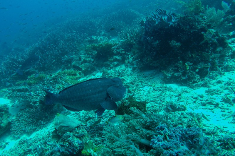 這隻隆頭鸚哥魚成魚體長約 100 公分