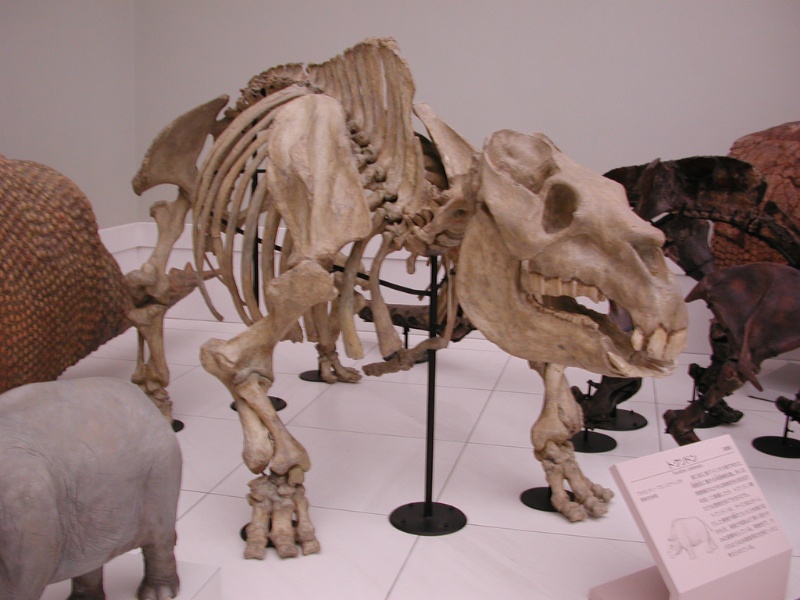 箭齒獸(Toxodon platensis)