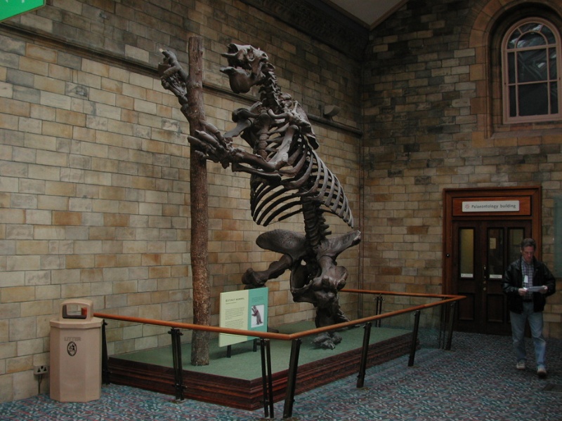 大地懶(Megatherium)