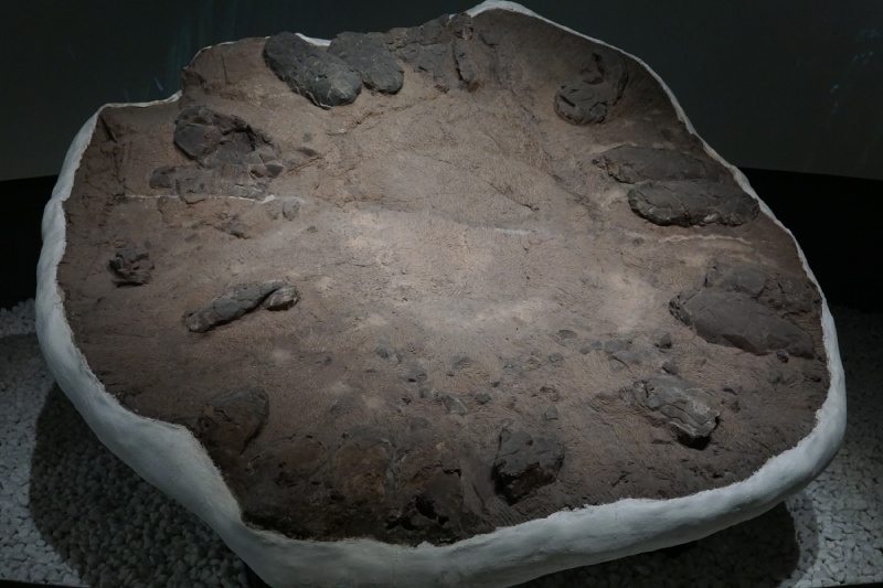 巨型長形蛋恐龍蛋窩原件，展示於木浦自然史博物館，標本號為 MNHM-nat201153。（圖／吳筱柔）