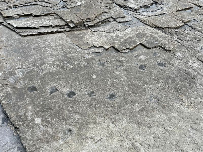德明里鳥腳類恐龍足跡化石（圖／吳筱柔）