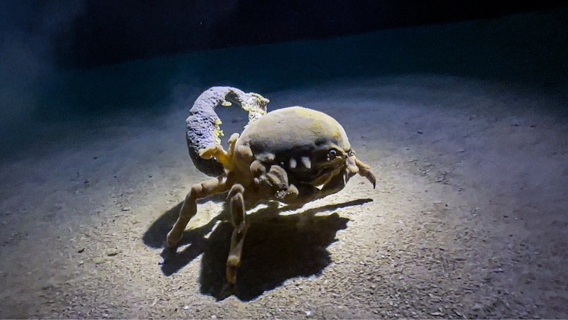 這隻綿蟹是這次在教堂洞內看到的最大型海洋生物（圖／黃興倬）