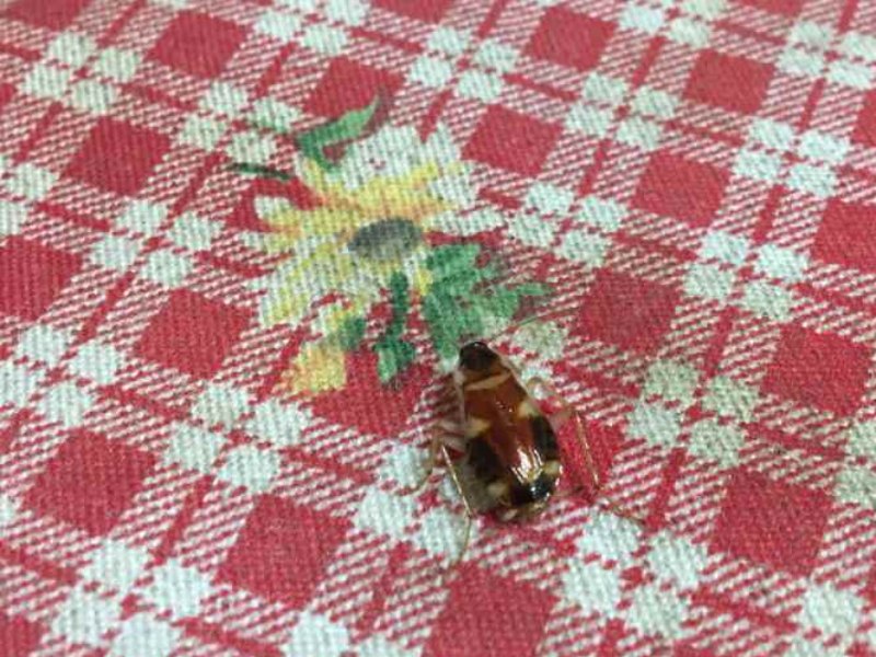 餐桌上的棕帶蟑螂雌蟲（圖／詹美鈴）