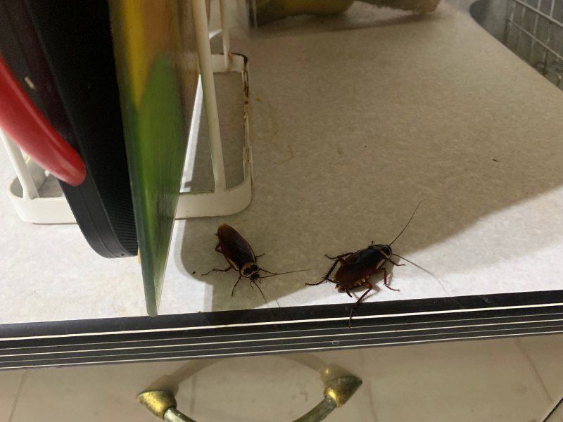 流理臺上覓食之澳洲壯蠊（圖／詹美鈴）