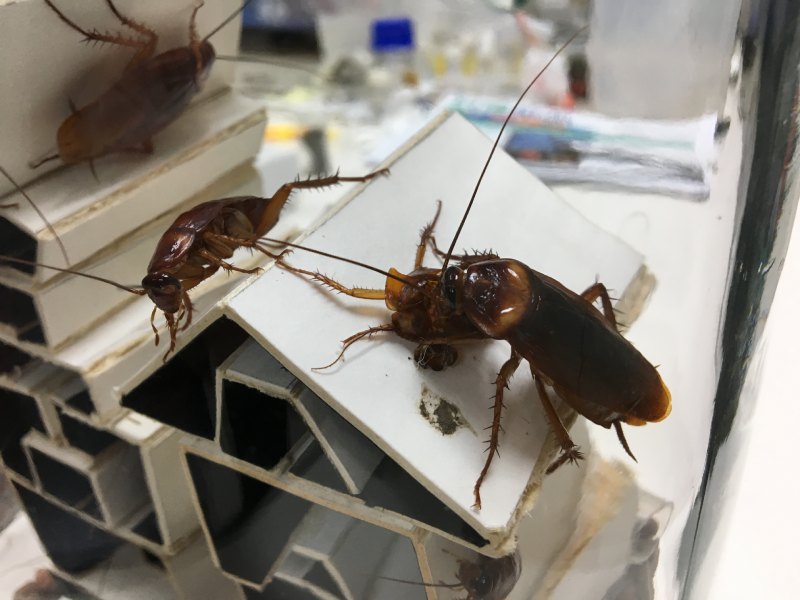 啃食同伴屍體的美洲家蠊（圖／詹美鈴）