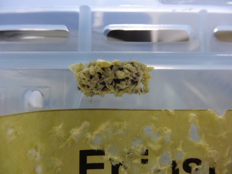 澳洲壯蠊以唾液混合紙屑包覆之卵鞘（圖／詹美鈴）