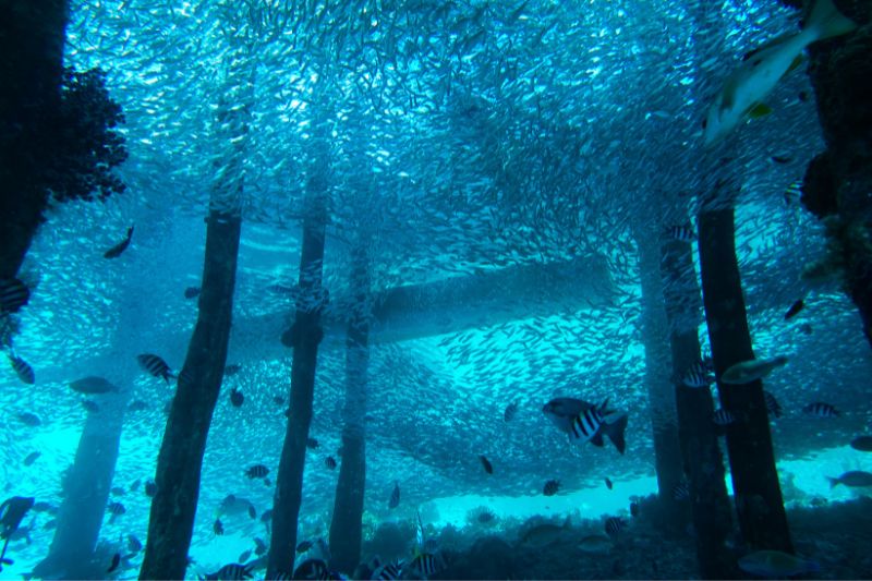 小島的碼頭棧道下，數以萬計的沙丁魚群可以用「鋪天蓋地」來形容。