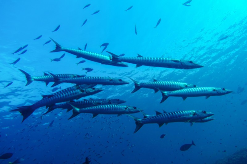 有「海狼」之稱的巴拉金梭魚