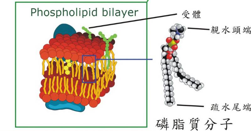 細胞膜由雙層磷脂分子組成,膜上有許多類似電視機之天線一樣的特殊分子,負責接收外界不同的訊息,通過訊息傳遞將外界訊息傳遞至細胞膜內。