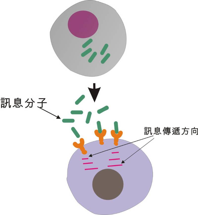 細胞之訊息傳遞模式圖