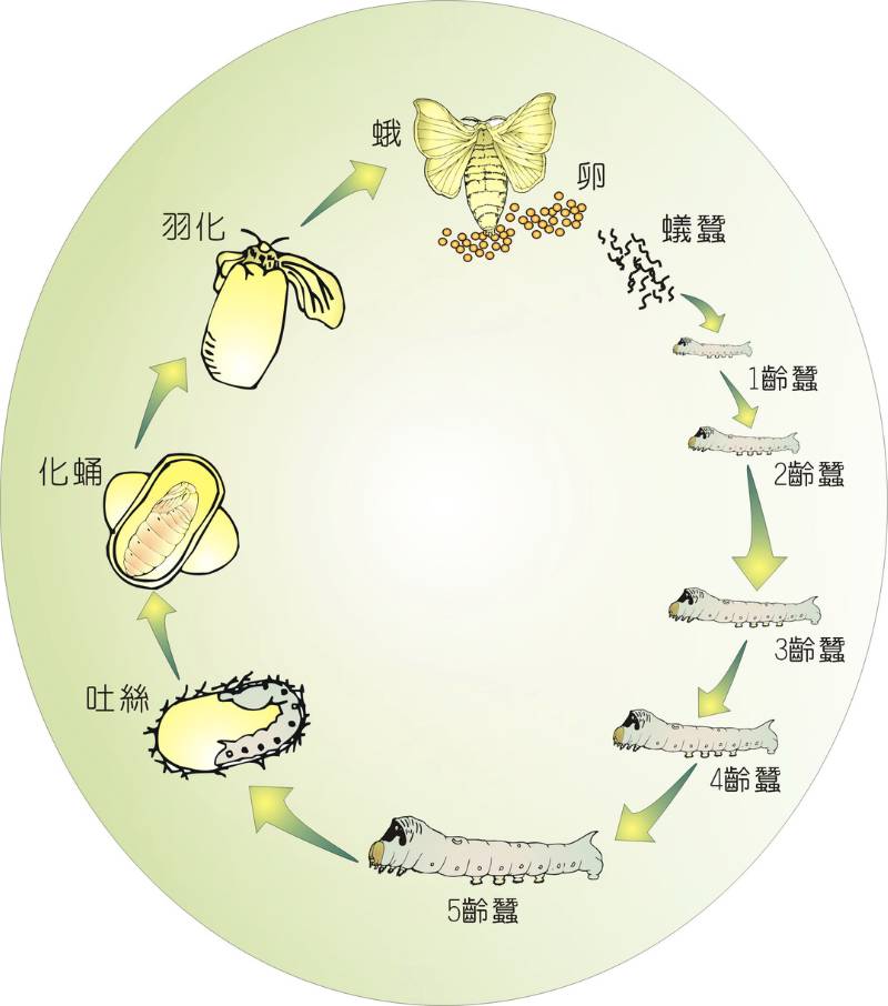 家蠶的一生經歷卵、幼蟲、蛹及成蟲四個發育階段。
