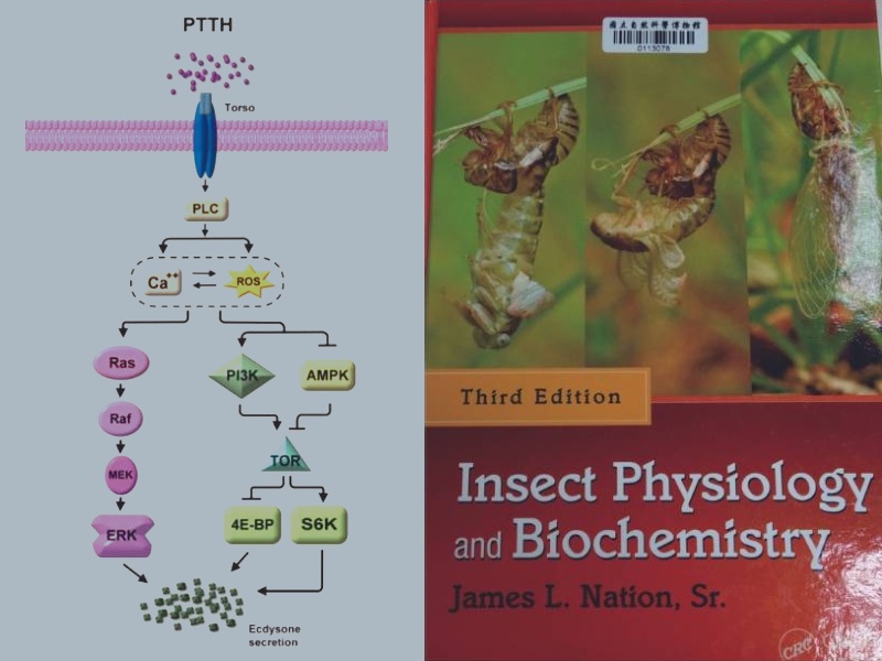 具雙重作用的活性氧分子（下）