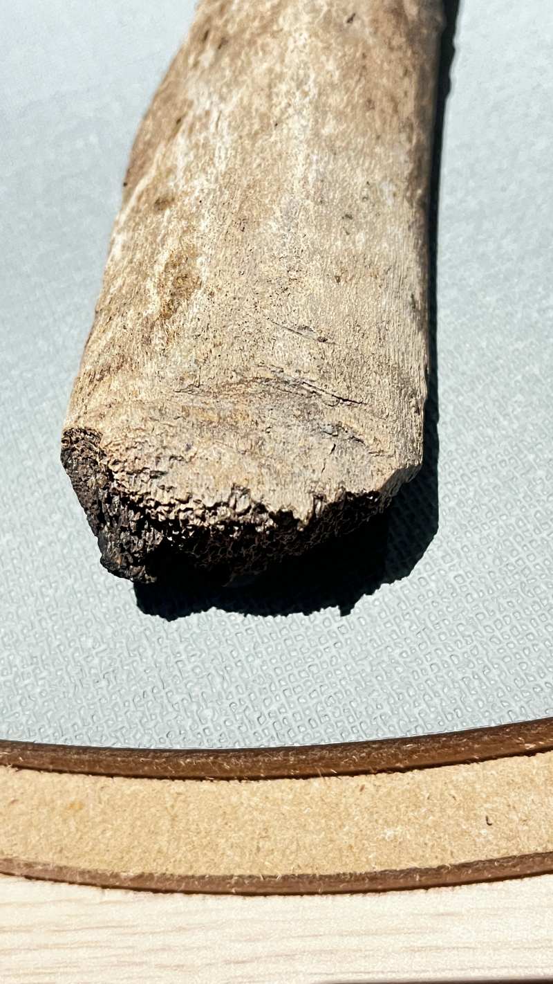 考古出土鯨魚肋骨上的砍痕（圖／李作婷）